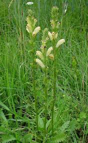 Attēlu rezultāti vaicājumam “Pedicularis sceptrum-carolinum”