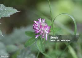 Attēlu rezultāti vaicājumam “Trifolium hybridum flower”