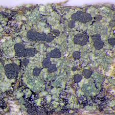 Attēlu rezultāti vaicājumam “Trapeliopsis flexuosa”