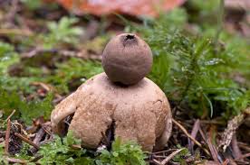 Attēlu rezultāti vaicājumam “Geastrum fimbriatum”