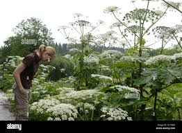 Attēlu rezultāti vaicājumam “Heracleum sosnowskyi leaf”