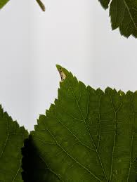 Attēlu rezultāti vaicājumam “Roeslerstammia erxlebella”