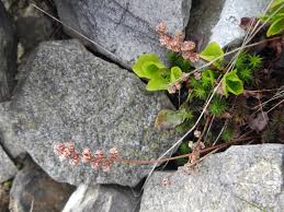 Attēlu rezultāti vaicājumam “Pyrola minor bud”