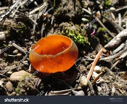 Attēlu rezultāti vaicājumam “Caloscypha fulgens”