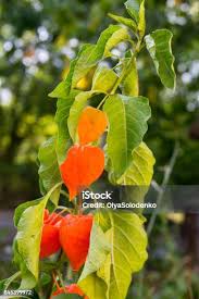 Attēlu rezultāti vaicājumam “Physalis alkekengi leaf”