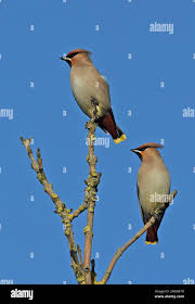 Attēlu rezultāti vaicājumam “Bombycilla garrulus adult”