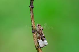 Attēlu rezultāti vaicājumam “Hedya nubiferana”