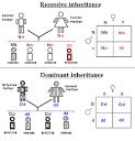 Recessive and Dominant Inheritance