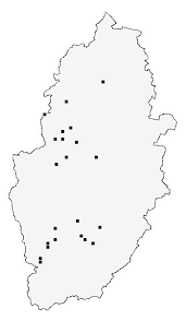 Attēlu rezultāti vaicājumam “Phyllonorycter platanoidella”