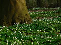 Image result for Buschwindröschen