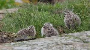 Attēlu rezultāti vaicājumam “Larus argentatus nest”