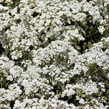 Attēlu rezultāti vaicājumam “Gypsophila paniculata”
