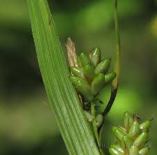 Attēlu rezultāti vaicājumam “Carex pallescens”