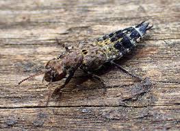 Billedresultat for rovbille