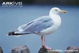 Attēlu rezultāti vaicājumam “Larus argentatus”