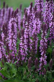 Attēlu rezultāti vaicājumam “Salvia nemorosa”
