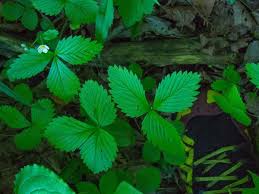 Attēlu rezultāti vaicājumam “Fragaria vesca leaf”