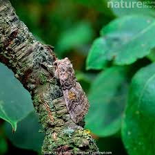 Attēlu rezultāti vaicājumam “Tethea or”