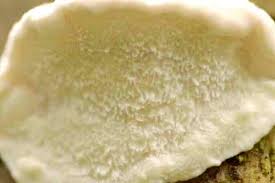 Attēlu rezultāti vaicājumam “Aurantiporus fissilis”