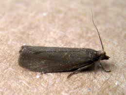 Attēlu rezultāti vaicājumam “Epinotia sordidana”