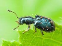 Attēlu rezultāti vaicājumam “Korynetes caeruleus”