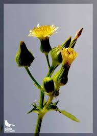 Attēlu rezultāti vaicājumam “Sonchus oleraceus bud”