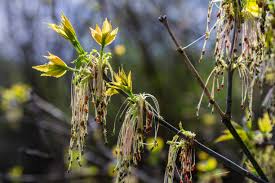 Attēlu rezultāti vaicājumam “Acer negundo male flower”
