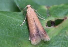 Attēlu rezultāti vaicājumam “Tischeria ekebladella”