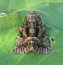 Attēlu rezultāti vaicājumam “Thalpophila matura”