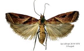 Attēlu rezultāti vaicājumam “Nyctegretis lineana”