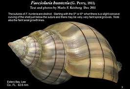 Image result for Cinctura hunteria