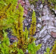 Attēlu rezultāti vaicājumam “Homalothecium sericeum”