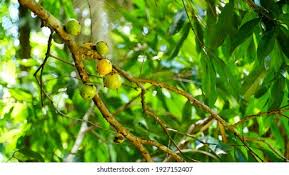 Attēlu rezultāti vaicājumam “Libanotis montana fruit”