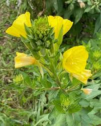 Attēlu rezultāti vaicājumam “Oenothera biennis flower”