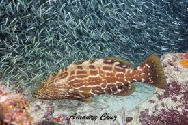 Image result for Mycteroperca bonaci