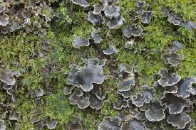 Attēlu rezultāti vaicājumam “Thelopsis rubella”