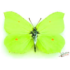 Attēlu rezultāti vaicājumam “Gonepteryx rhamni male”