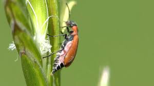 Attēlu rezultāti vaicājumam “Anthocomus rufus”