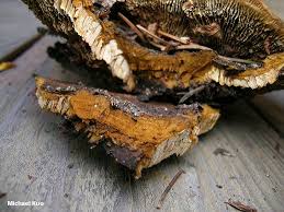 Attēlu rezultāti vaicājumam “Gloeophyllum sepiarium”