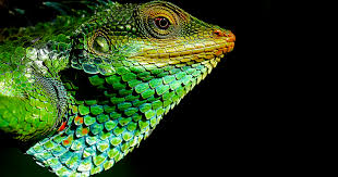 Image result for reptile scales