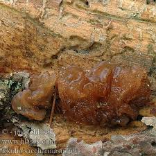 Attēlu rezultāti vaicājumam “Exidia saccharina”