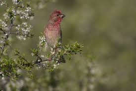 Attēlu rezultāti vaicājumam “Carpodacus erythrinus adult”
