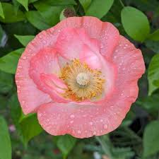 Image result for Papaver rhoeas 'Shirley'