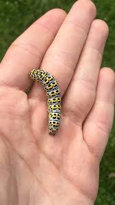 Attēlu rezultāti vaicājumam “Cucullia verbasci larva”