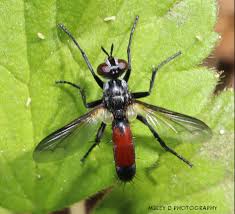 Attēlu rezultāti vaicājumam “Cylindromyia sp.”