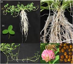 Attēlu rezultāti vaicājumam “Trifolium fragiferum”