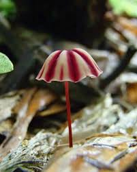 Attēlu rezultāti vaicājumam “Marasmius sp.”