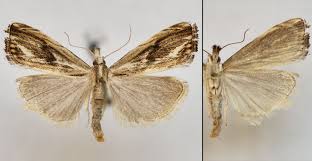 Attēlu rezultāti vaicājumam “Catoptria verellus”