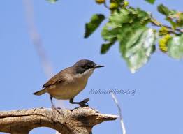 Image result for Sylvia hortensis