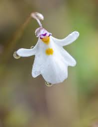 Attēlu rezultāti vaicājumam “Utricularia minor flower”